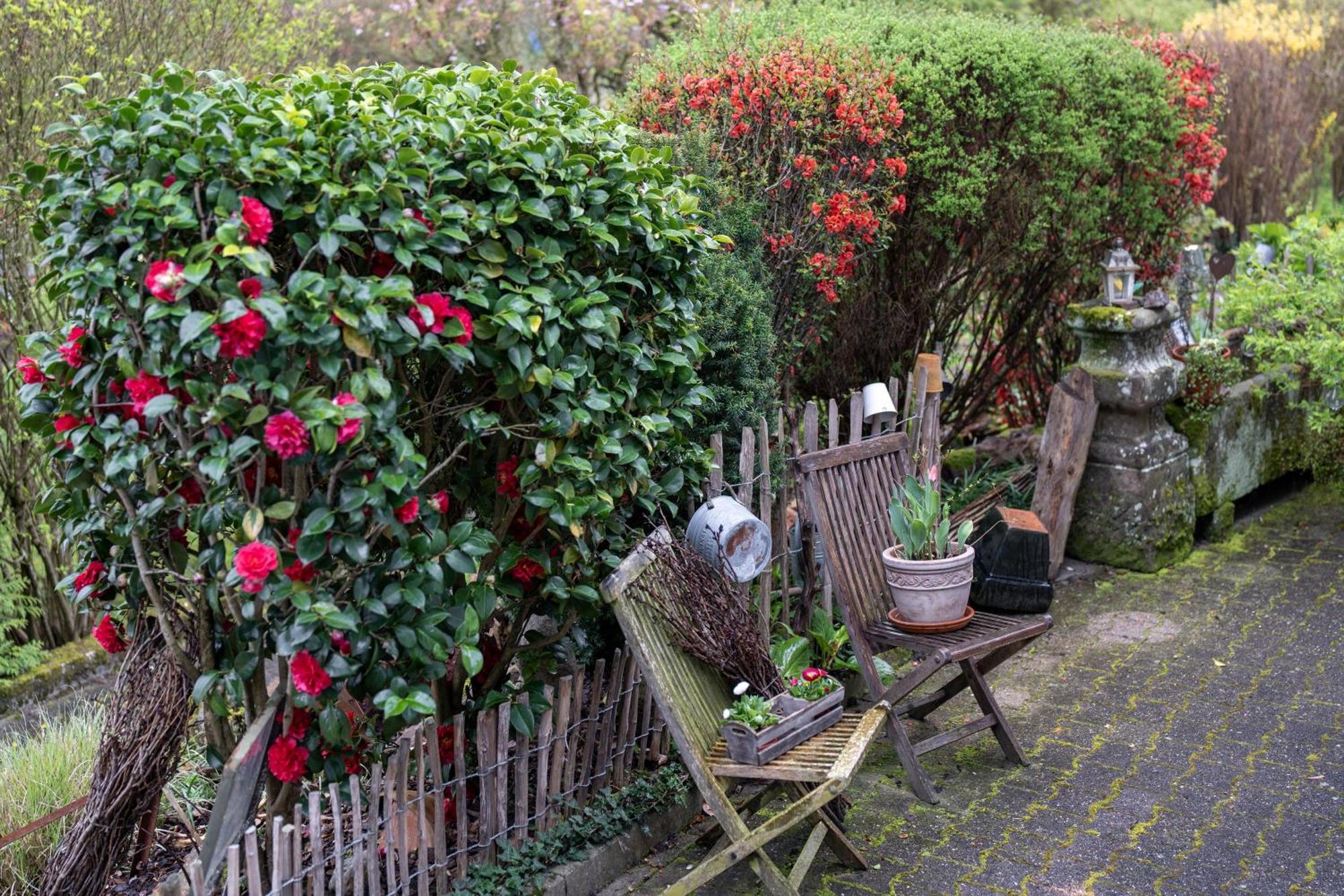 Ferienwohnung Schaetzle Schuttertal Exteriér fotografie